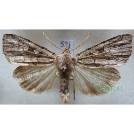 Coenophila subrosea (Stephens, 1829) Czech52j